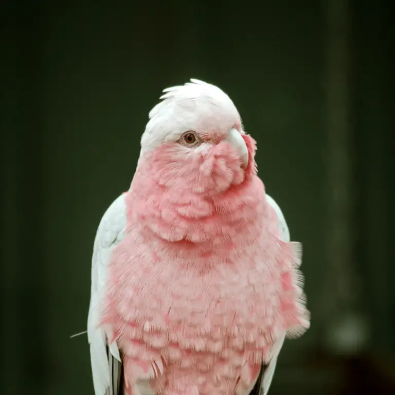 Galah Rosebreasted cockatoo Care Food Breeding and training