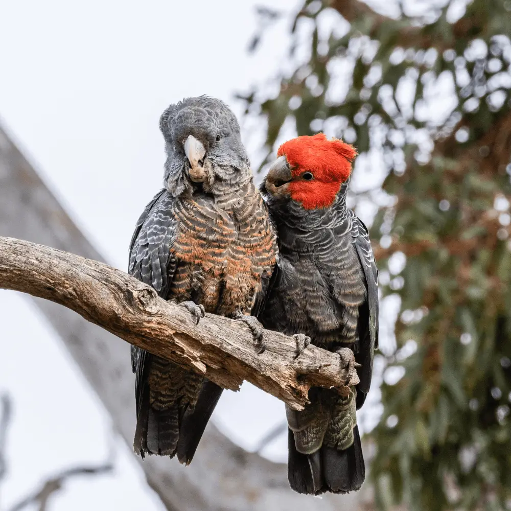 gang gang cockatoo