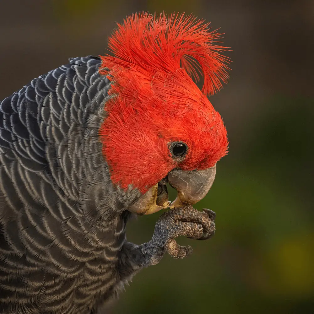 gang gang cockatoo pet