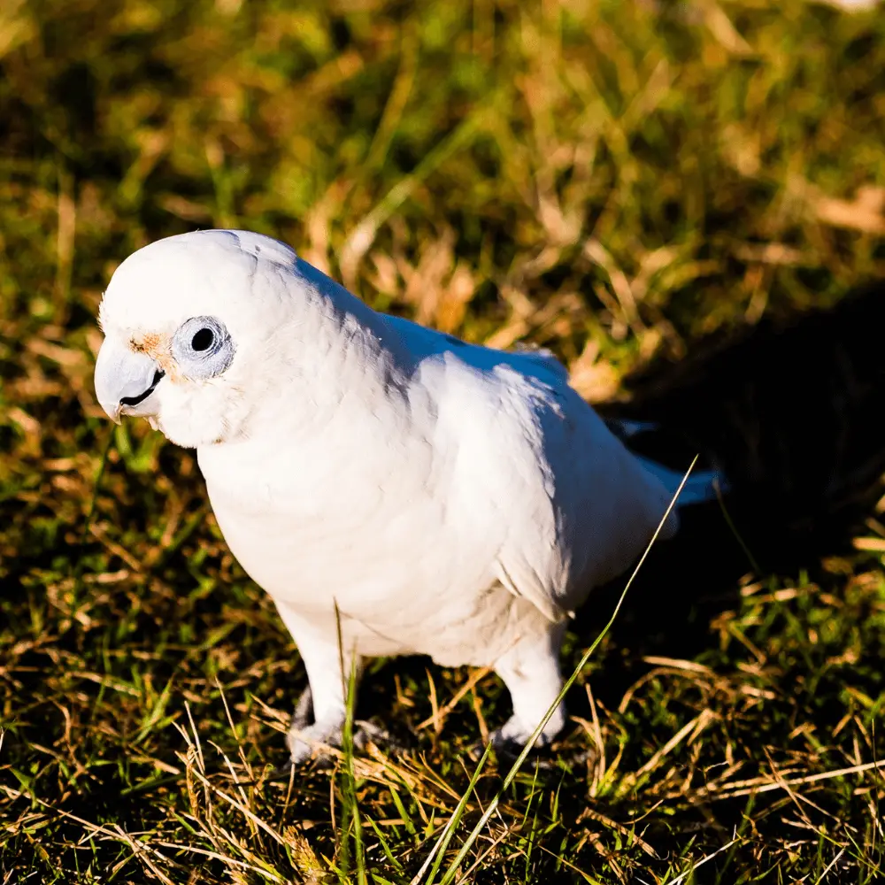 goffin cockatoos