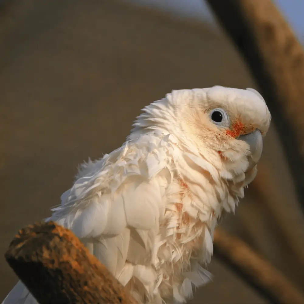 goffin's cockatoos