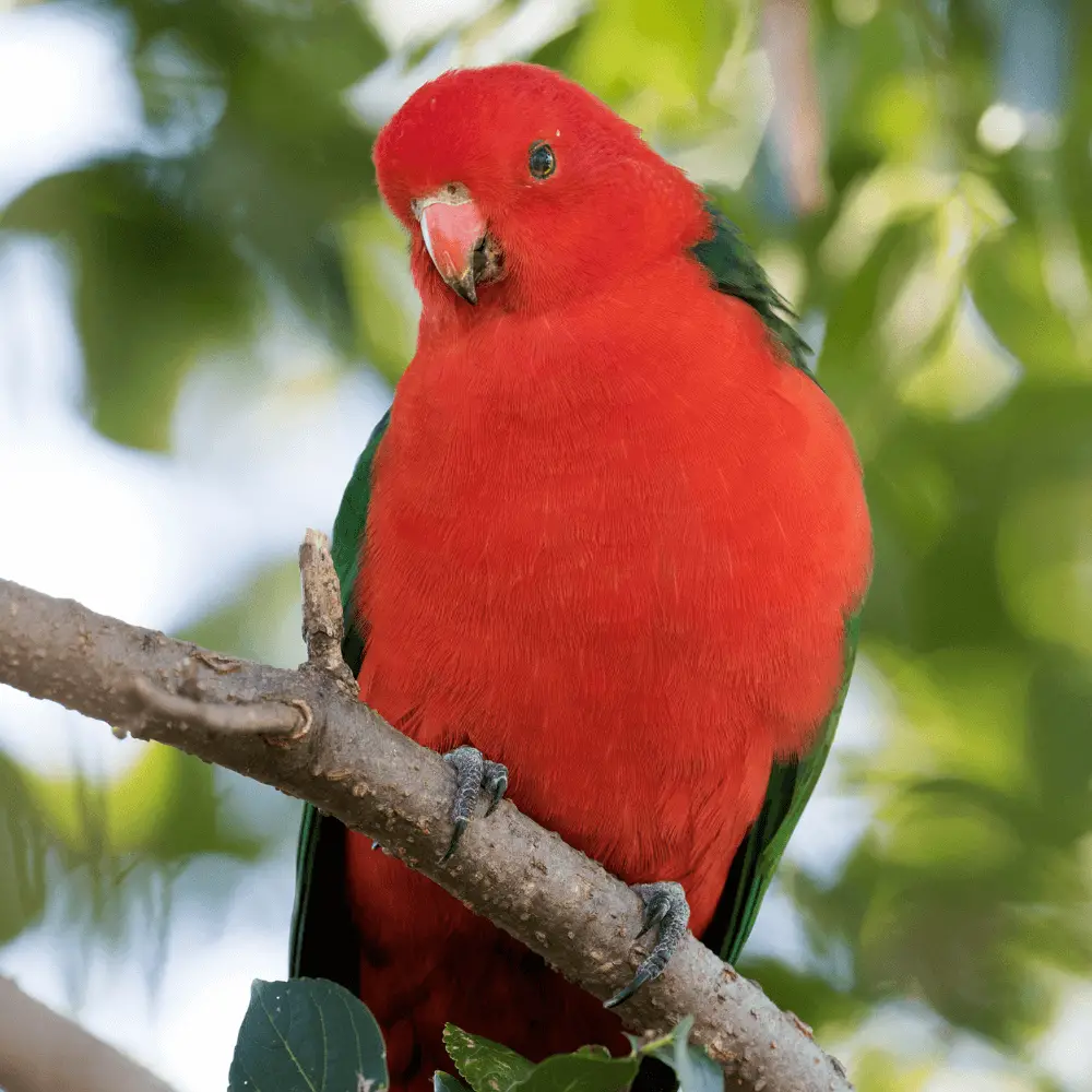 king parrot australia