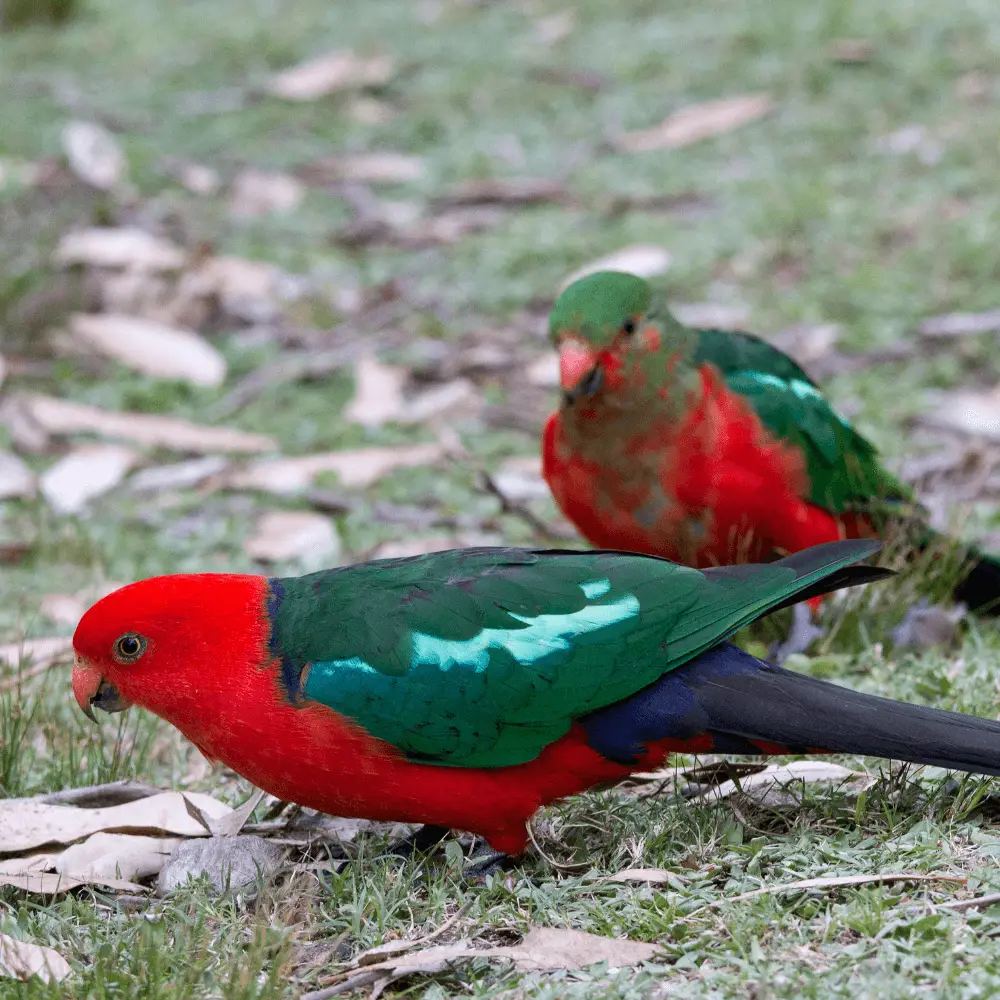 king parrot bird