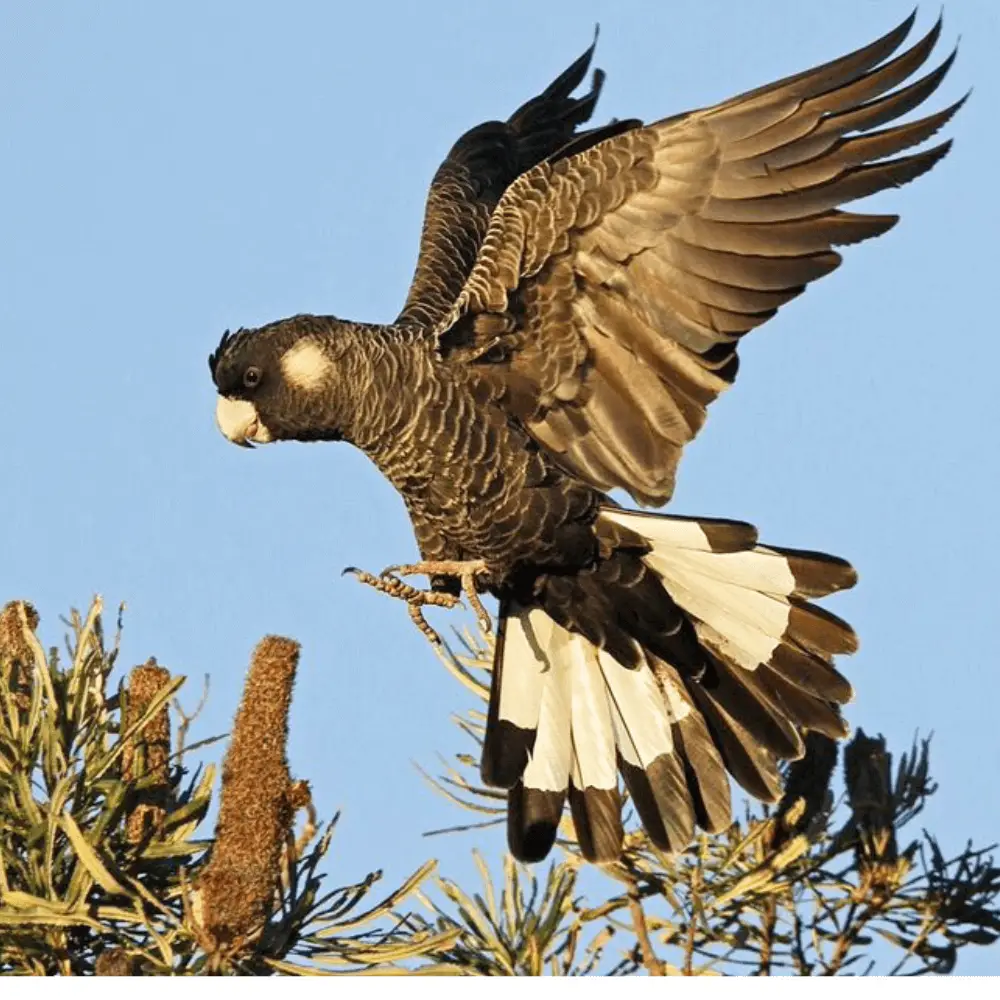 long-billed black cockatoo