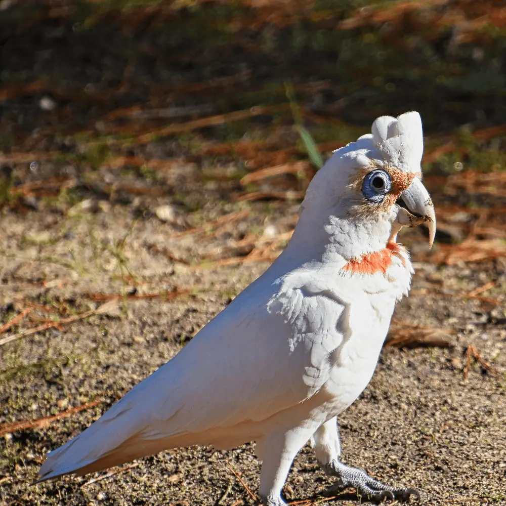 long billed corella