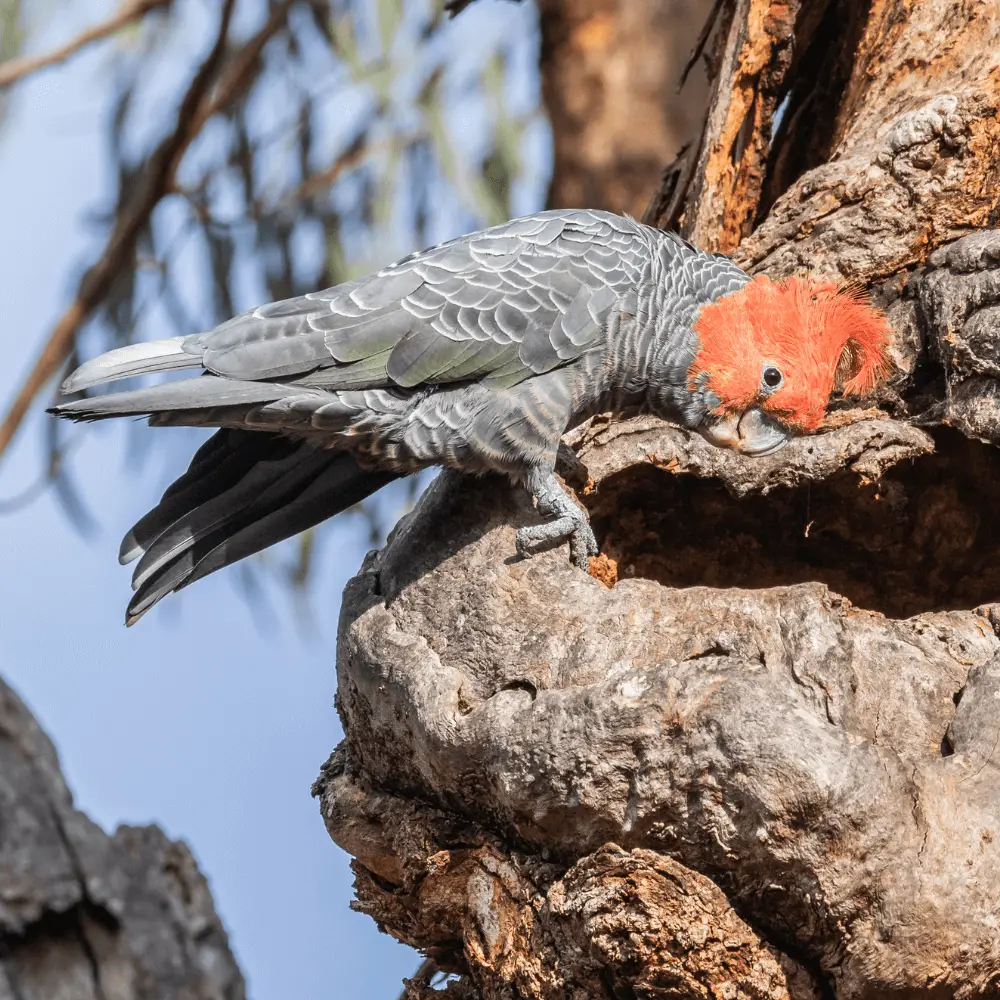 red-headed cockatoo