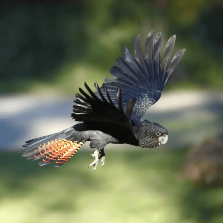 Redtailed black cockatoo Habitat Reproduction Food and Lifespan