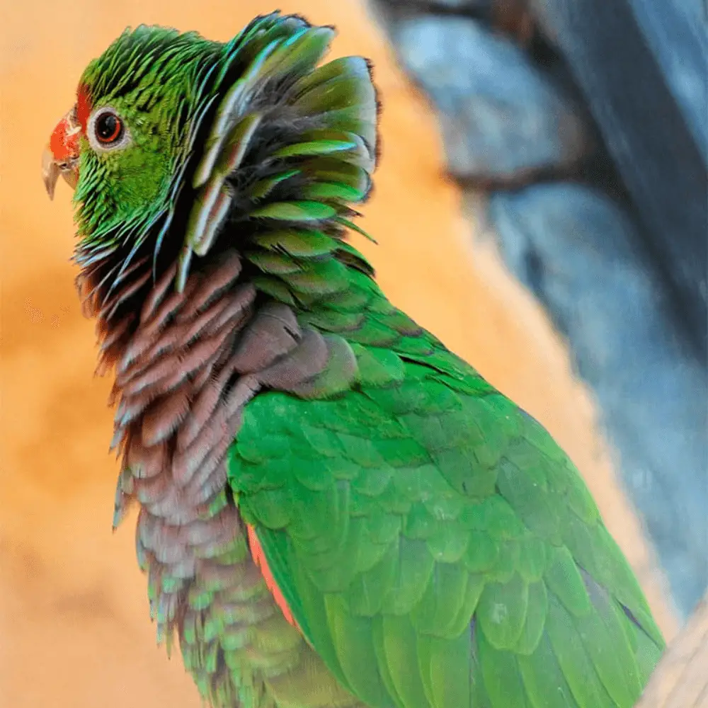 vinaceous amazon parrot