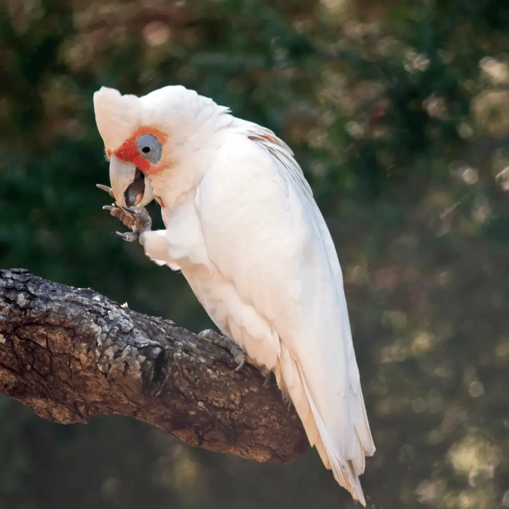 western long billed corella