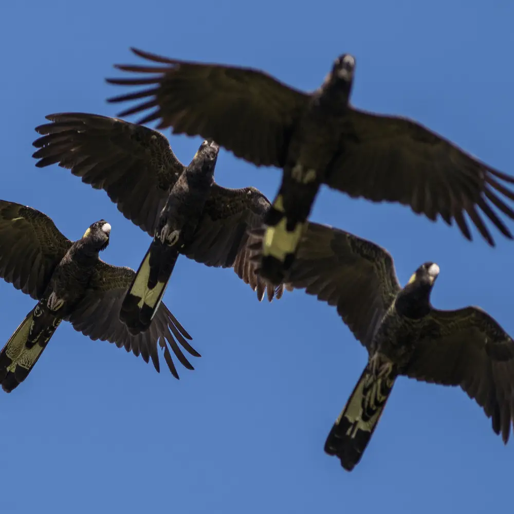 Are yellow tailed black cockatoo endangered