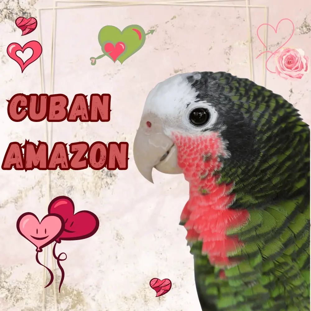 Cuban Amazon