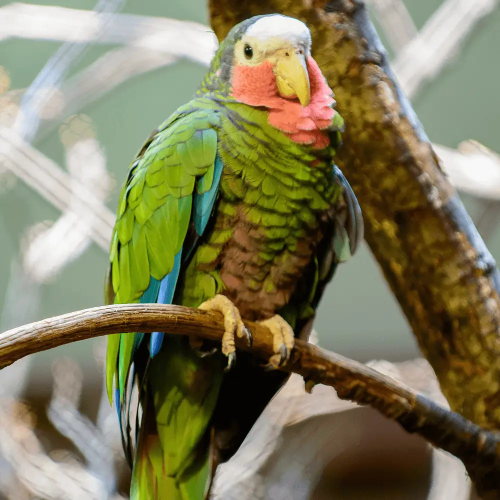 Cuban parrot