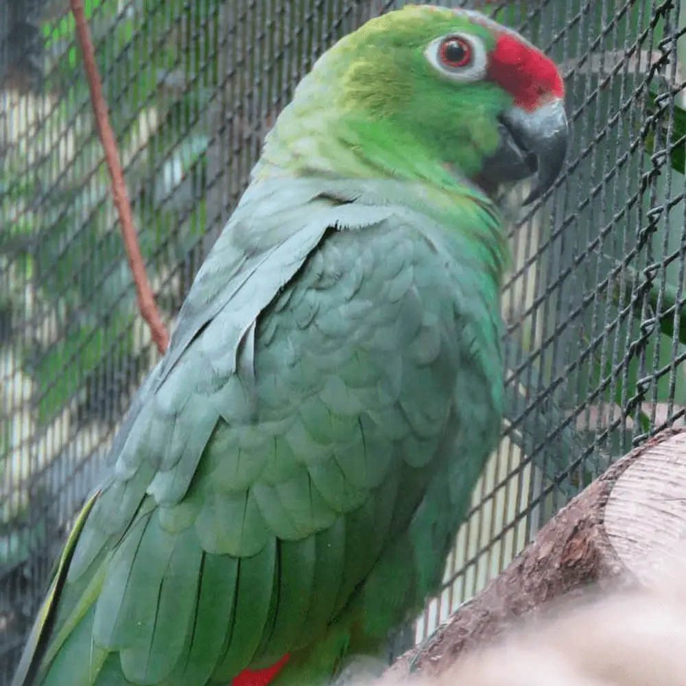 Diademed amazon parrot