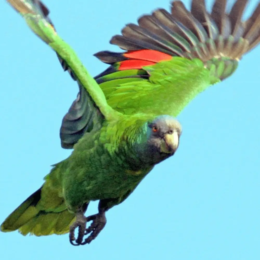 Dominican blue-faced amazon