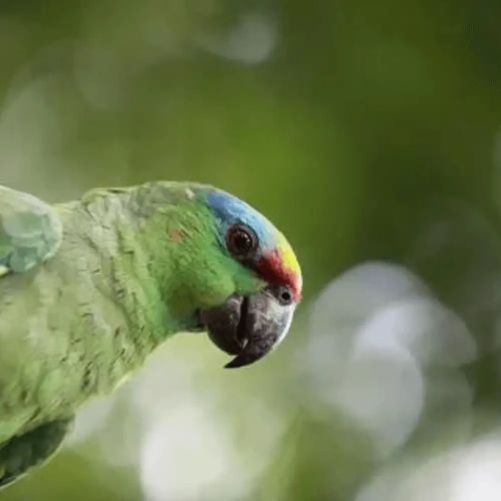 Festive amazon parrot