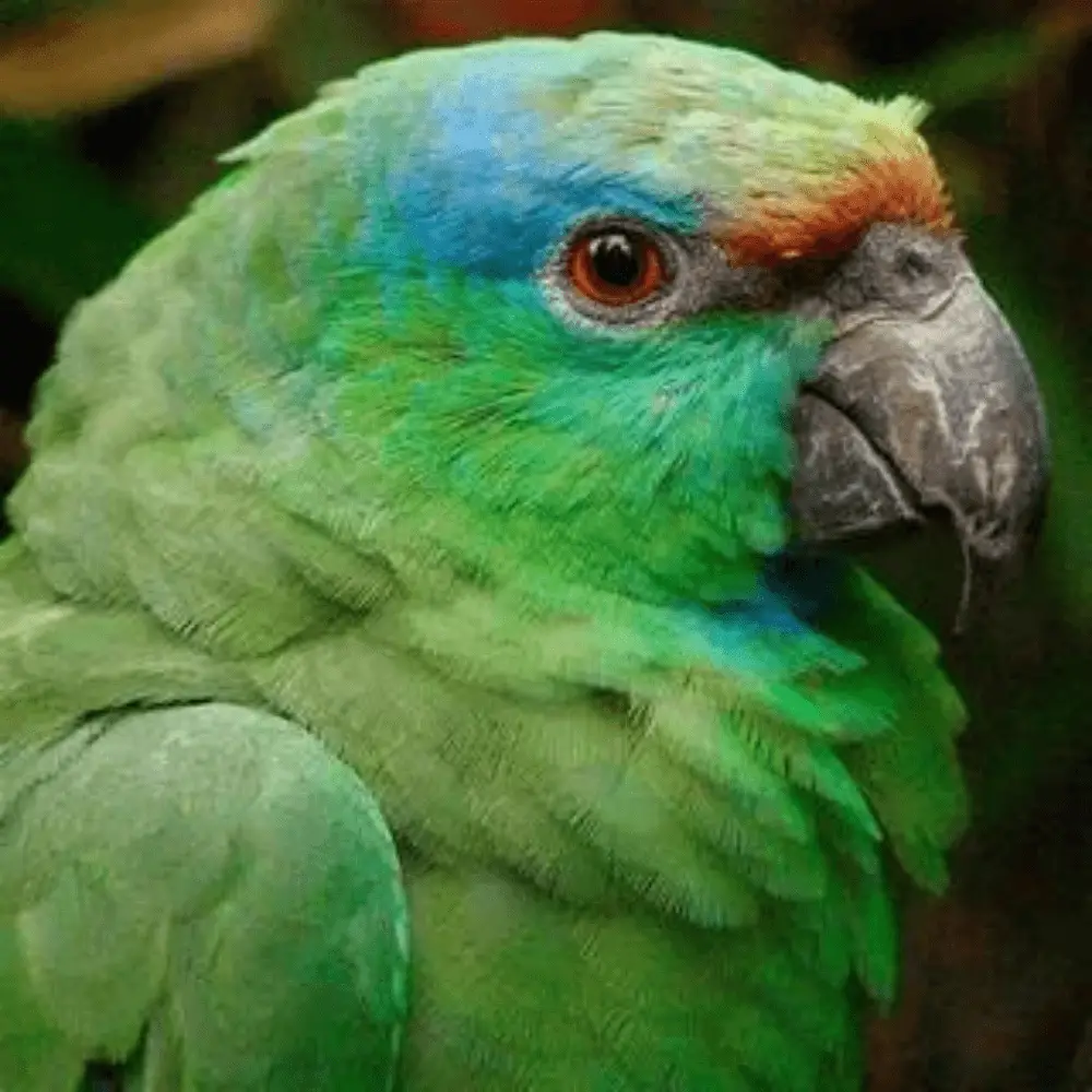 Festive amazon parrots