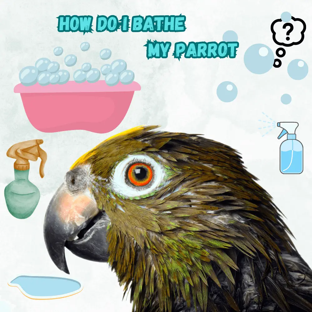 How do i bathe my parrot
