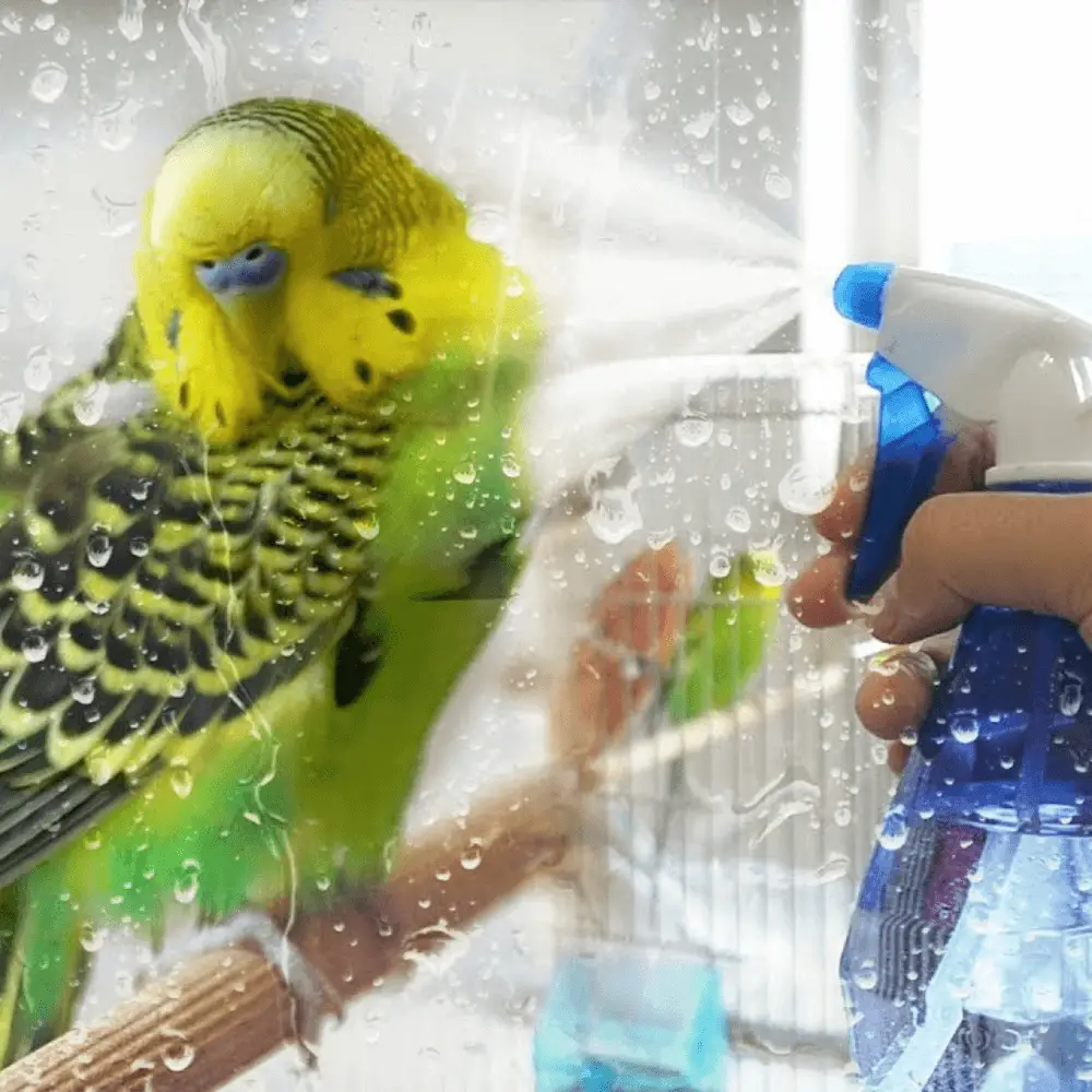 How to bathe a parrot