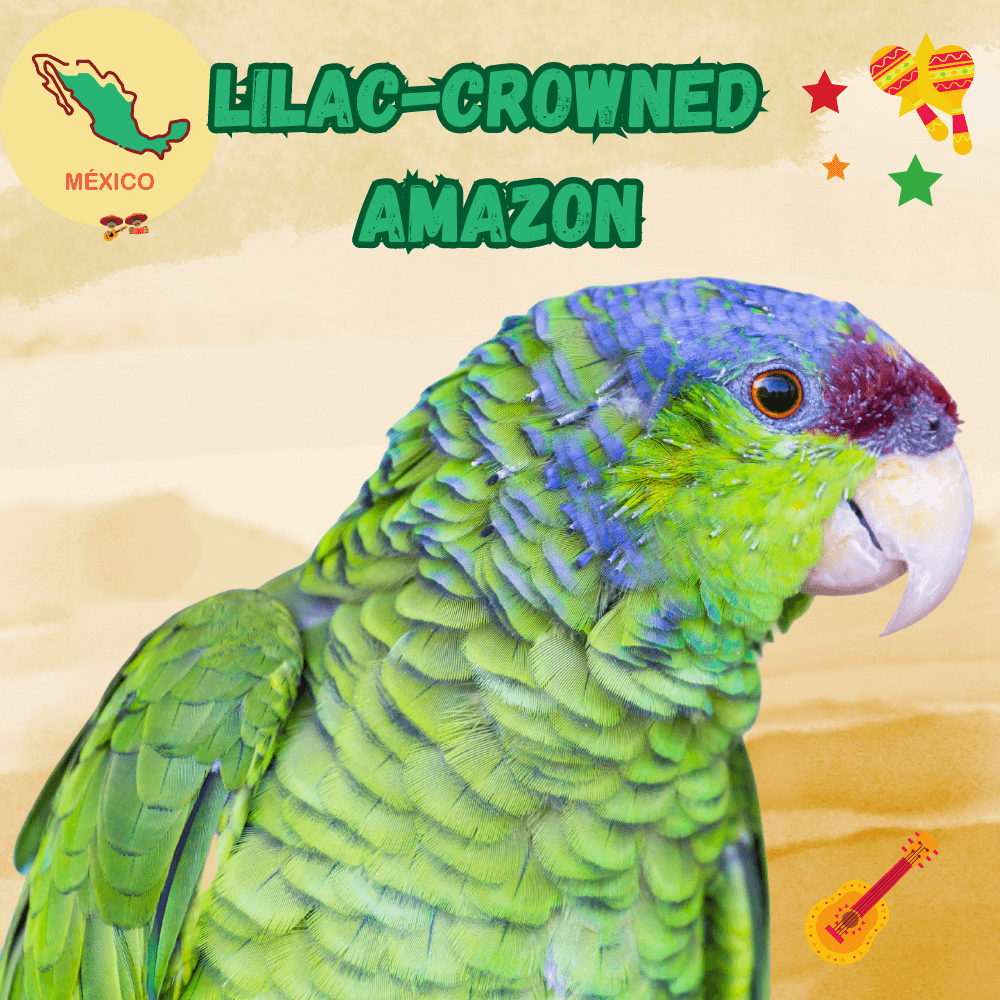 Lilac-crowned amazon