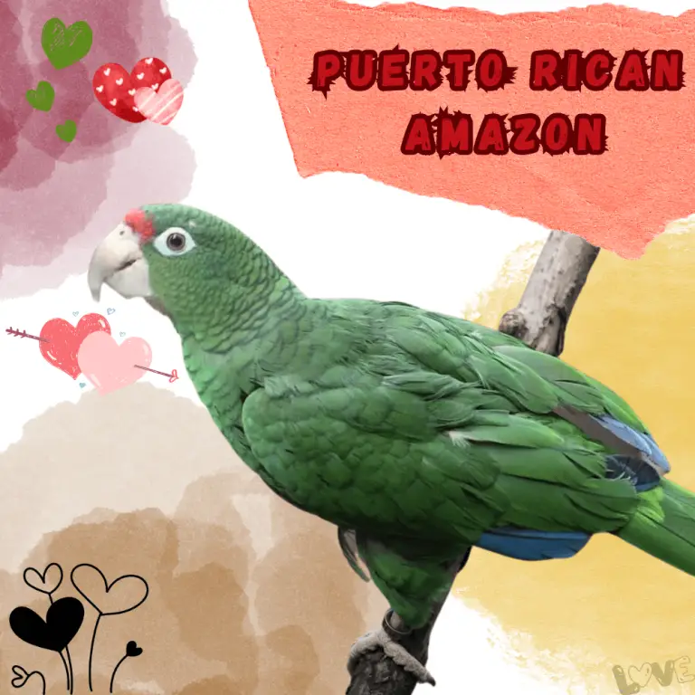 Depressed parrot Depression in Parrots Causes, Symptoms