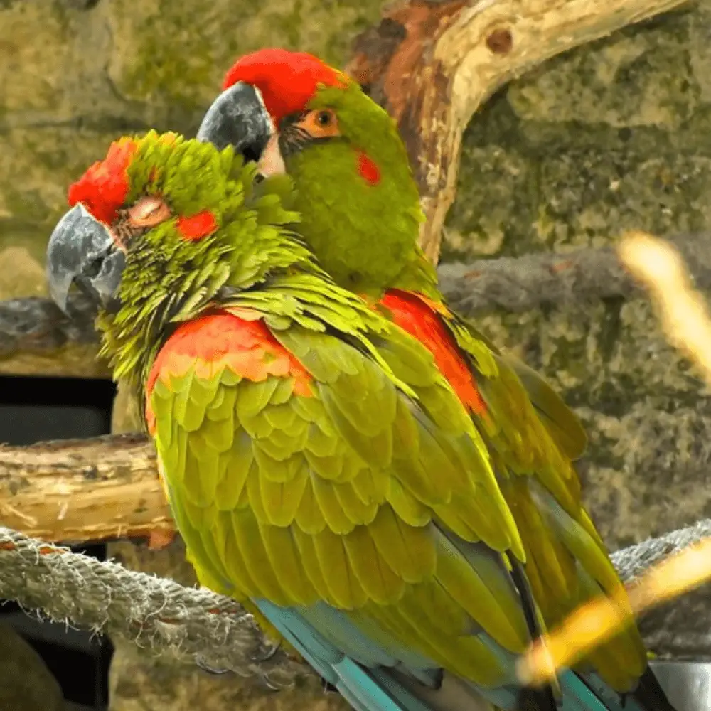 Red-fronted macaw parrot