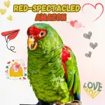 Red-spectacled amazon