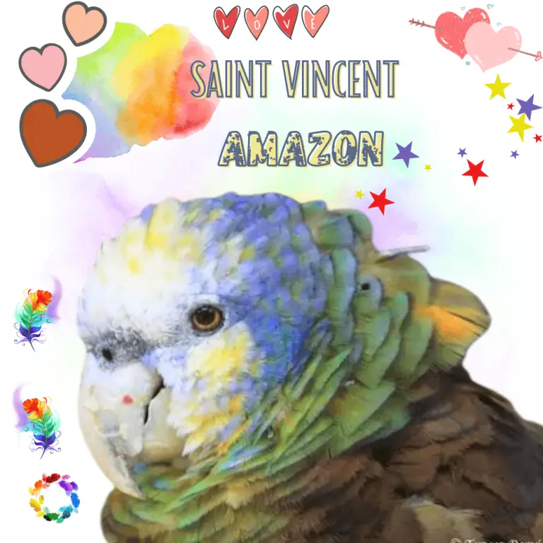 Depressed parrot Depression in Parrots Causes, Symptoms