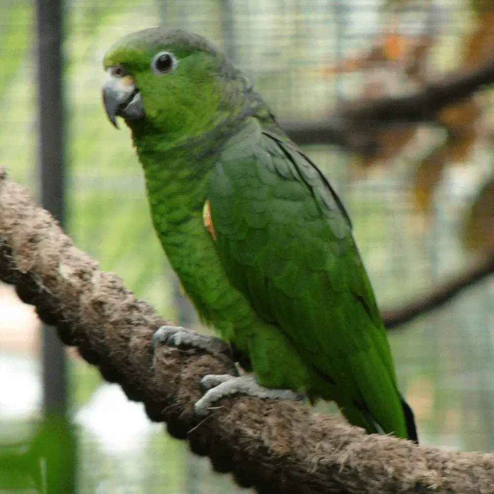 Scaly-naped amazon parrot