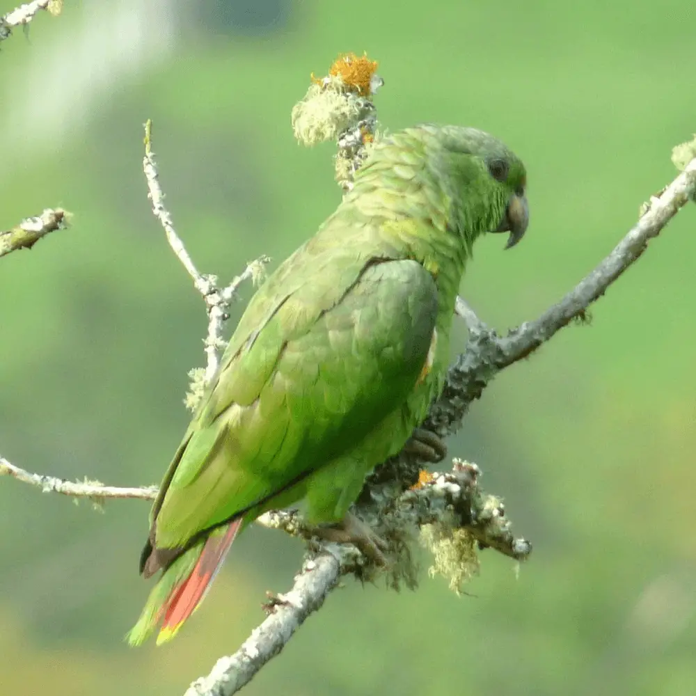 Scaly-naped amazons