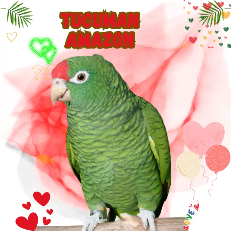 Depressed parrot Depression in Parrots Causes, Symptoms
