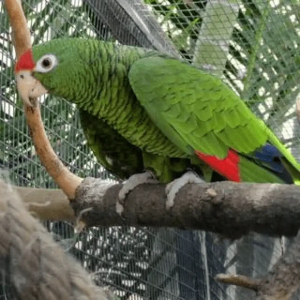 Tucumán parrot