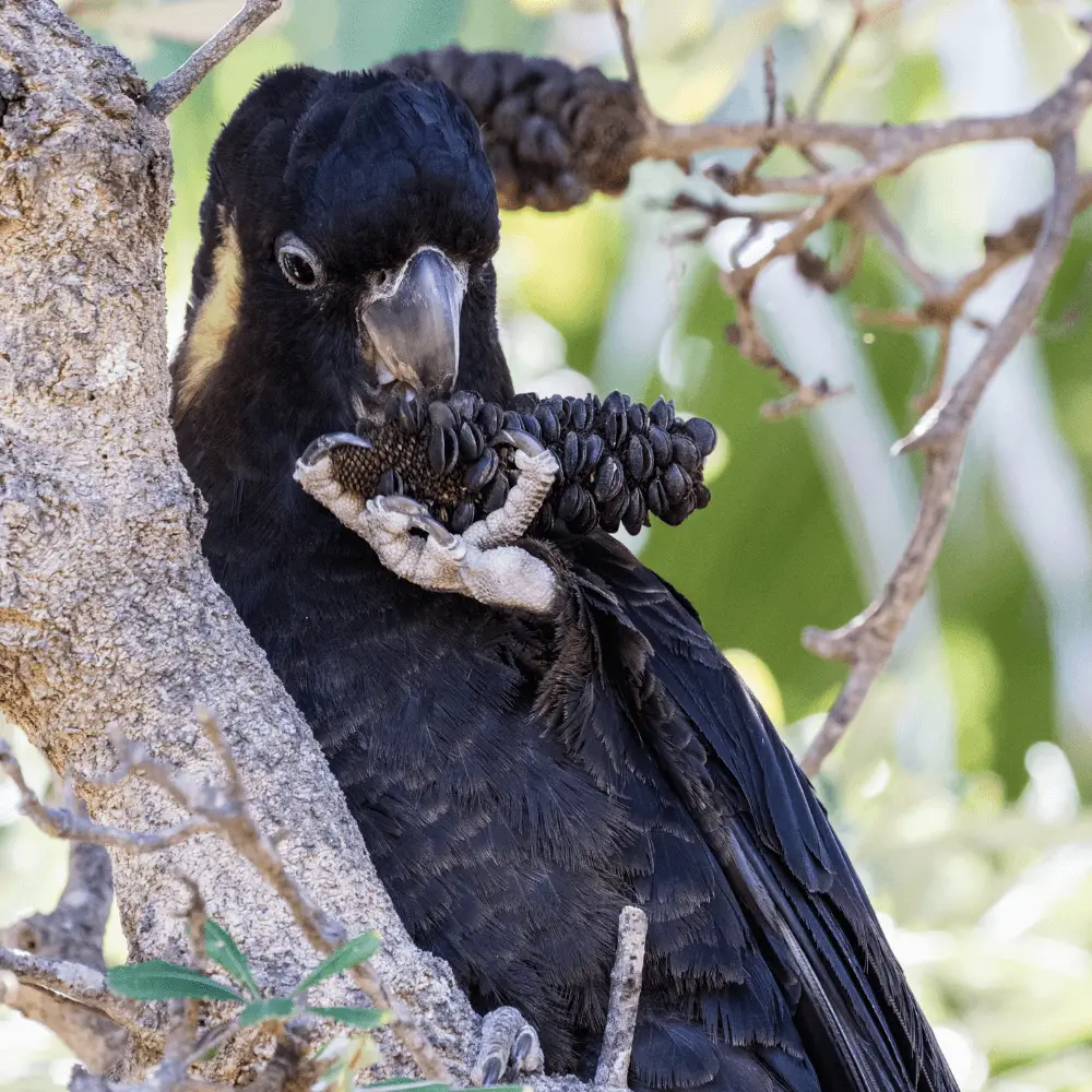 Yellow-tailed black cockatoo Food