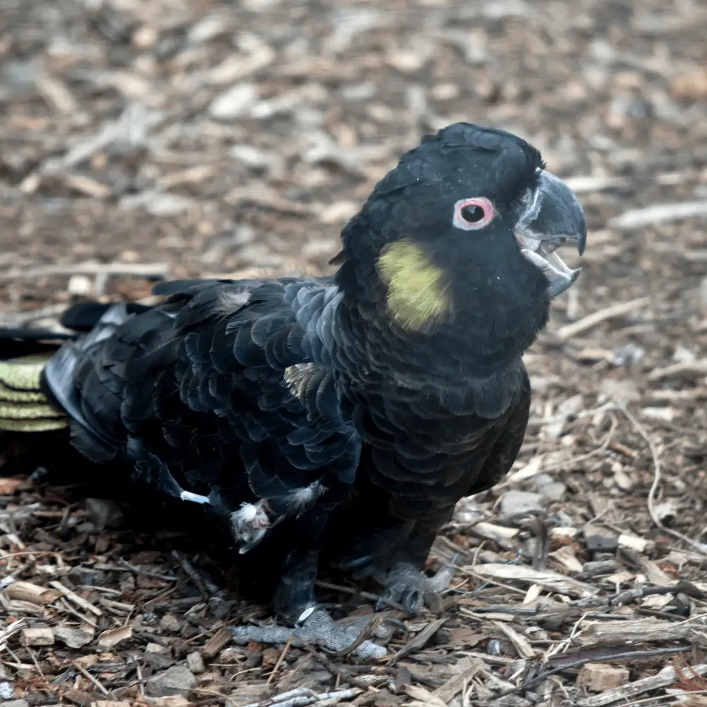 Yellow-tailed black cockatoo habitat