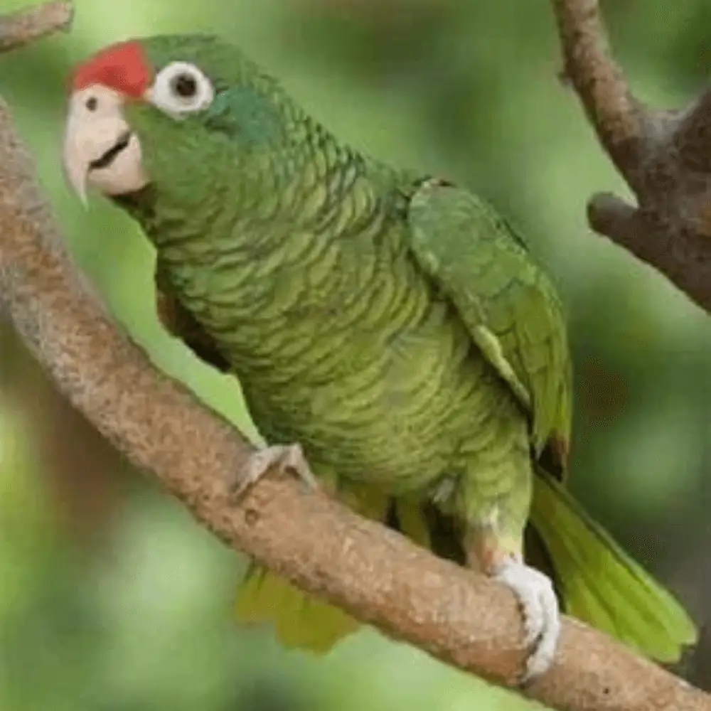 alder parrot