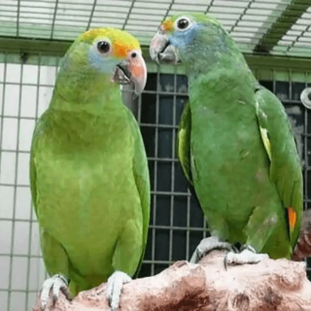 blue-cheeked amazon parrot