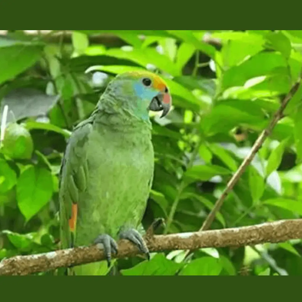 blue-cheeked parrot