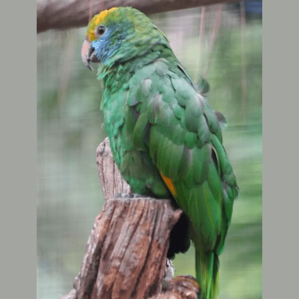 blue cheeked parrot