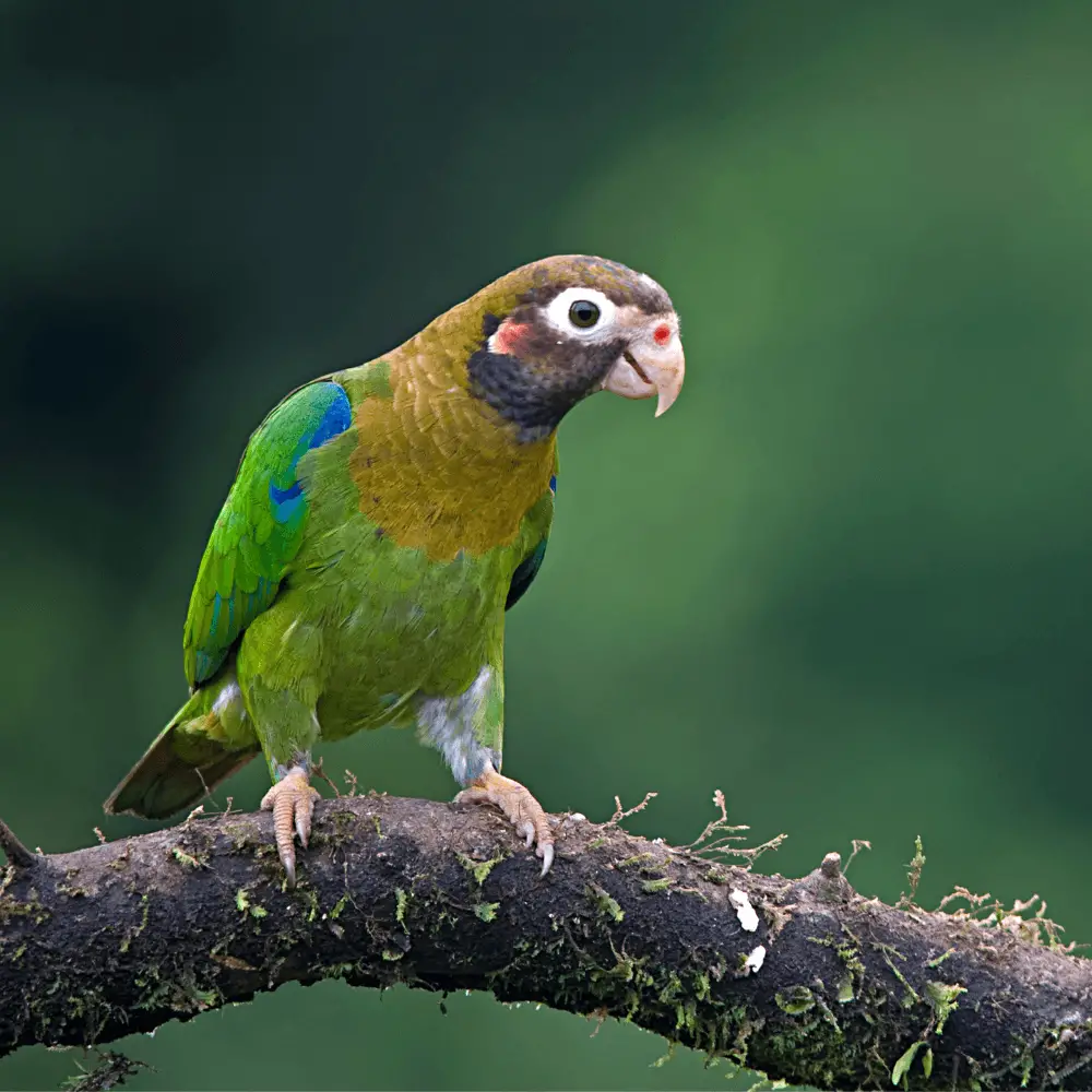 brown hooded parrot