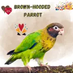 brown-hooded parrot