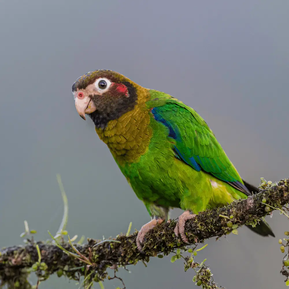 brown-hooded parrots