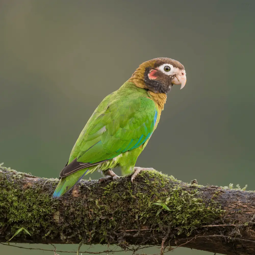brownhooded parrot