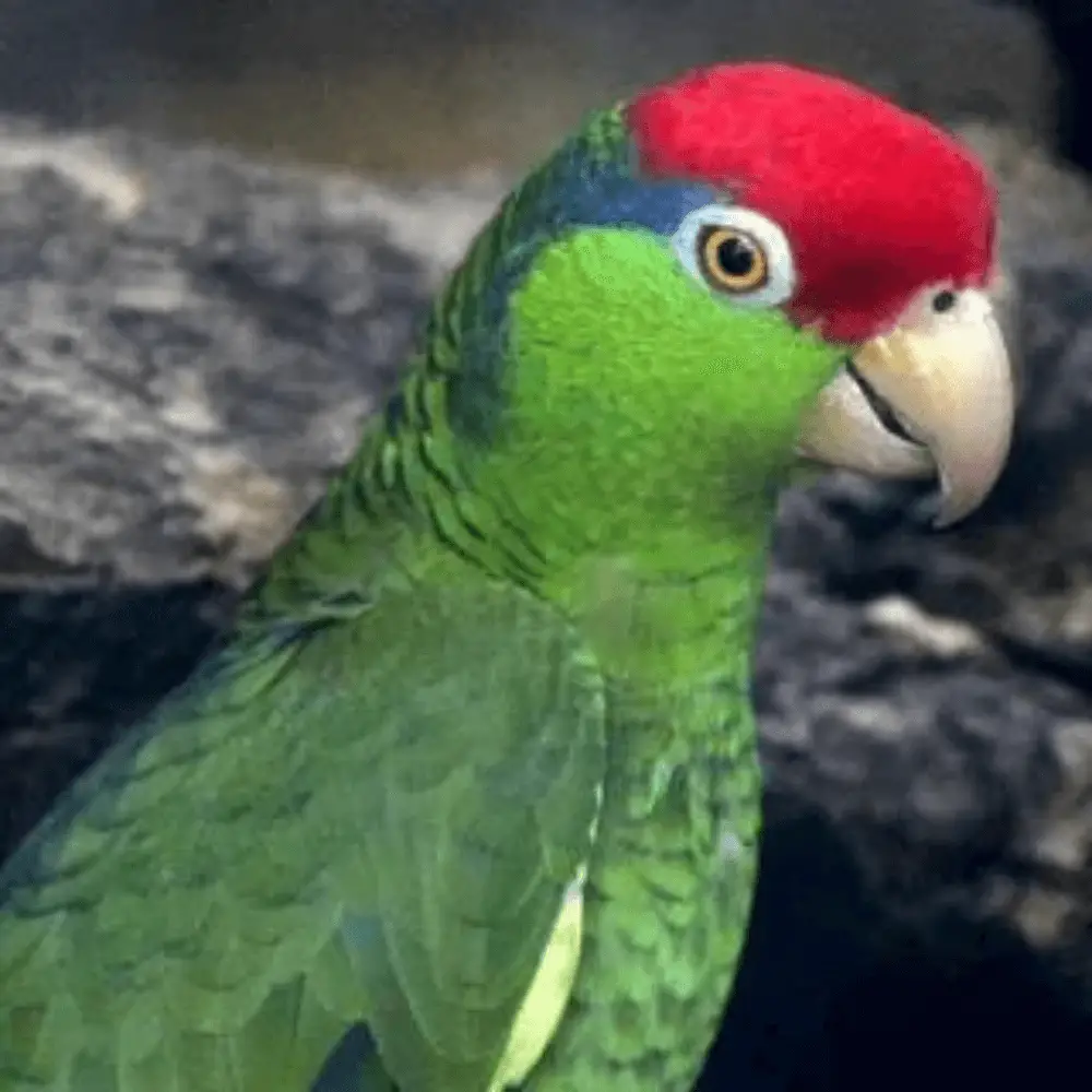 green cheeked amazon