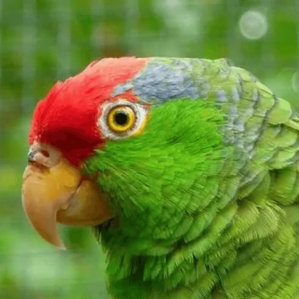 green cheeked amazon parrot
