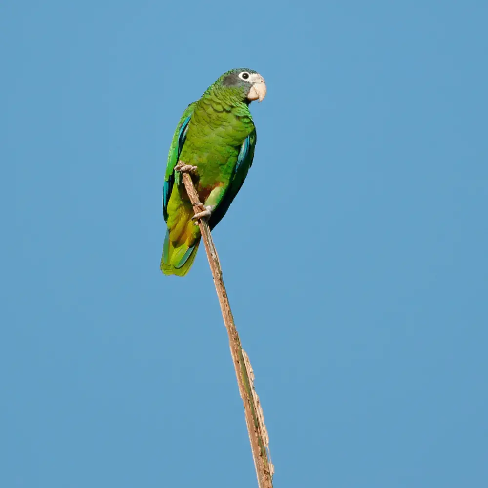 hispaniola amazon