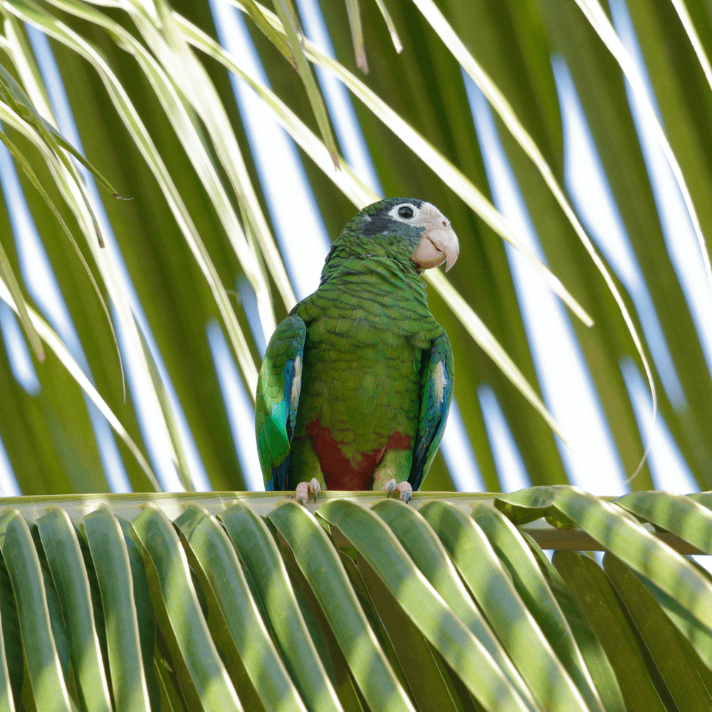 hispaniolan amazon parrot