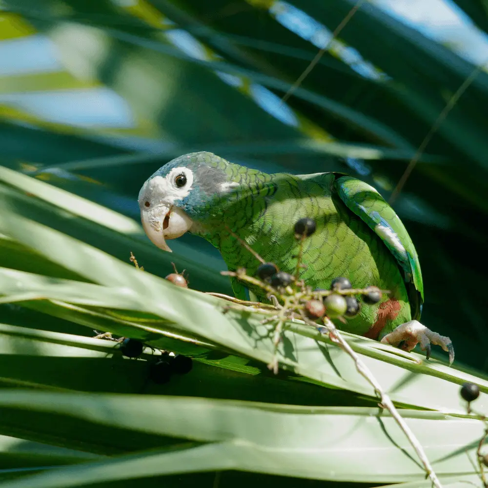 hispaniolan parrot