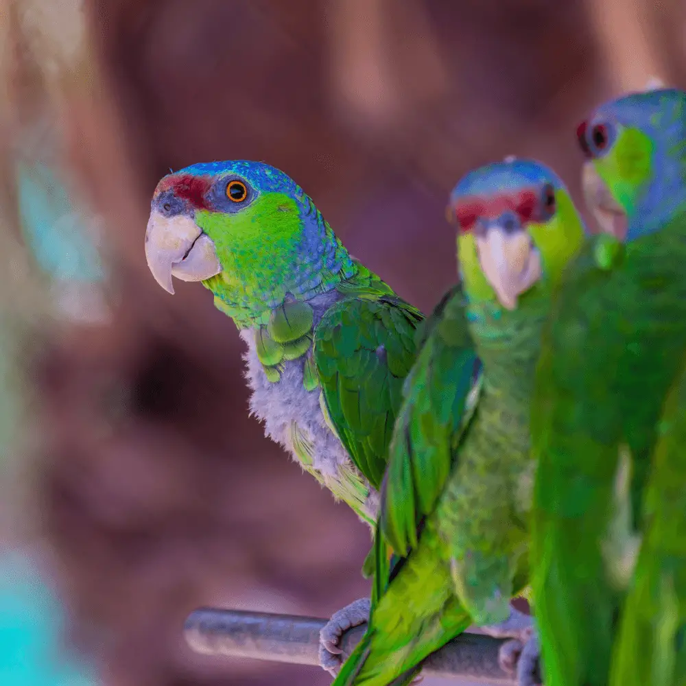 lilac crowned amazon