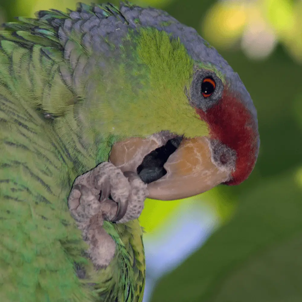lilac crowned amazon parrot