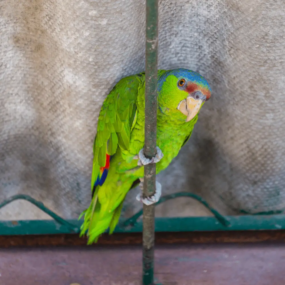 lilac crowned parrot