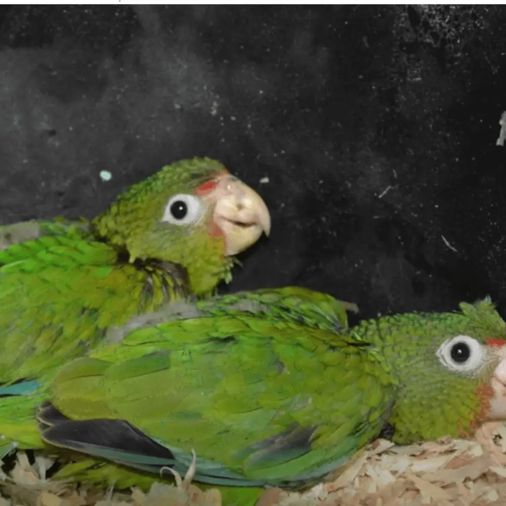 puerto rican amazon parrot